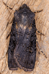 Euxoa velleripennis