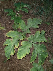 Heracleum sosnowskyi