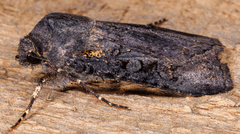 Euxoa velleripennis
