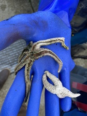 Evasterias troschelii