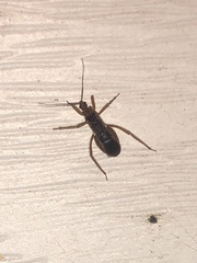Oncerotrachelus