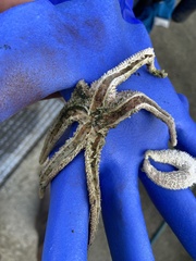 Evasterias troschelii