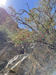 Lonicera microphylla