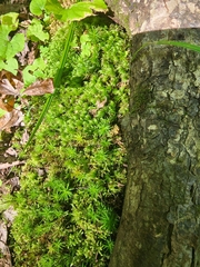 Atrichum undulatum