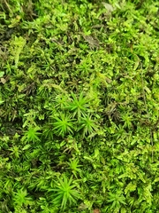 Atrichum undulatum
