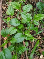Hackelia latifolia