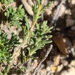 Artemisia pygmaea