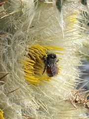 Cirsium funkiae