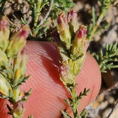 Artemisia pygmaea