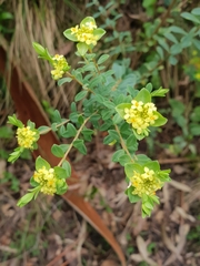 Pimelea flava
