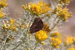 Cercyonis oetus