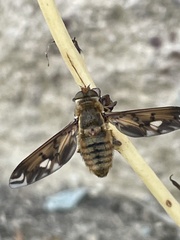 Poecilanthrax arethusa