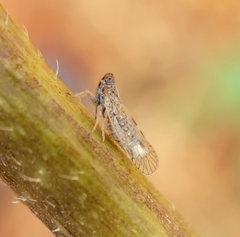 Cixiidae