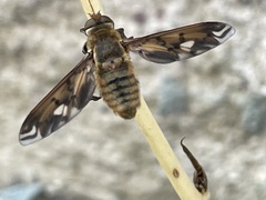 Poecilanthrax arethusa