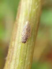 Cixiidae