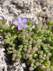 Nolana divaricata