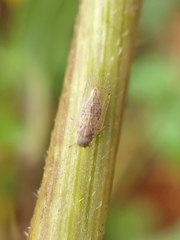 Cixiidae