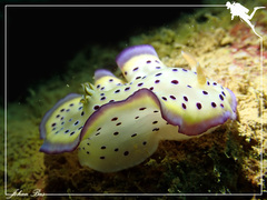 Goniobranchus kuniei