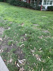 Cenchrus clandestinus