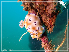 Goniobranchus leopardus