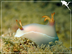Hypselodoris bullockii