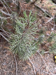 Pinus contorta