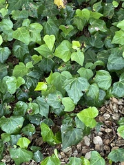 Hedera canariensis