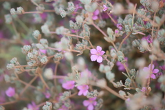 Frankenia serpyllifolia