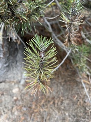 Pinus contorta