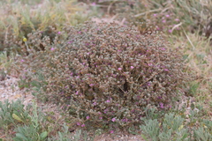 Frankenia serpyllifolia
