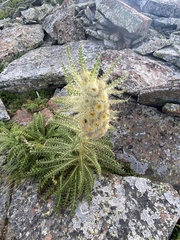 Cirsium funkiae