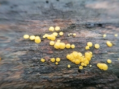 Calycina citrina