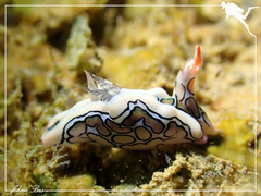 Sagaminopteron psychedelicum