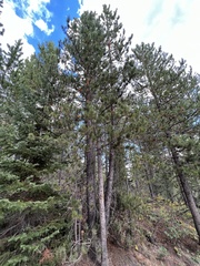 Pinus contorta