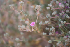 Frankenia serpyllifolia