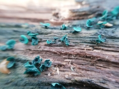 Chlorociboria aeruginascens