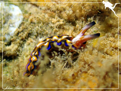 Thuridilla multimarginata