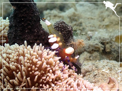 Ancylocaris brevicarpalis