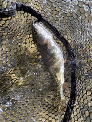 Oncorhynchus clarkii