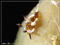 Trapania miltabrancha