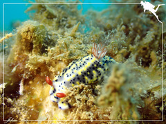 Hypselodoris infucata