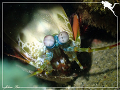 Odontodactylus scyllarus