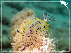 Halgerda willeyi