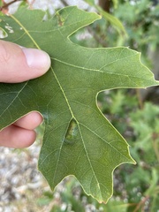 Taphrina caerulescens