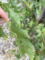 Taphrina caerulescens