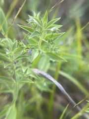 Trichostema brachiatum