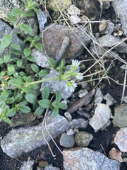 Cerastium fontanum