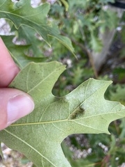 Taphrina caerulescens