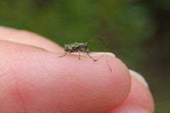 Hoherius meinertzhageni
