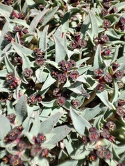 Euphorbia thinophila